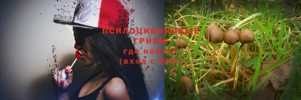 прущие грибы Зеленодольск